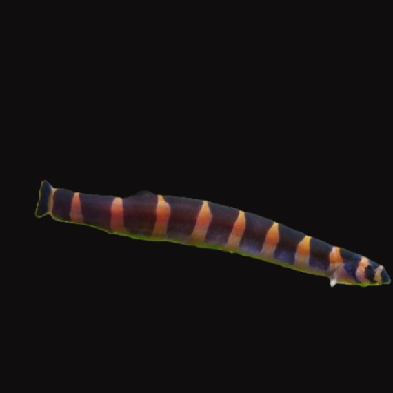 Pangio semicincta  5 cm.